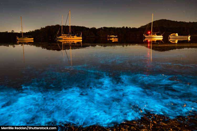 the bright blue glow of bioluminescent algae