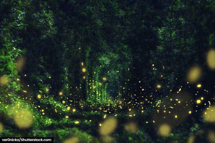 The bright glow of fire flies at night