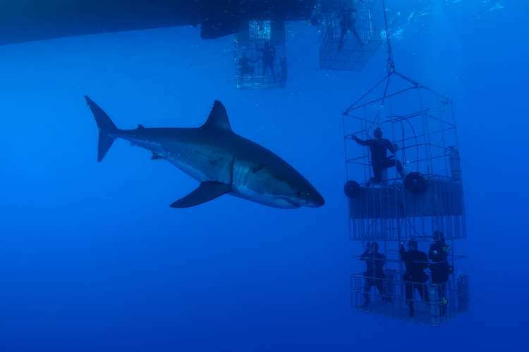 Cage diving with great white sharks