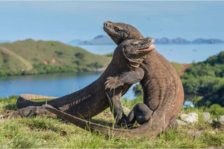 Komodo Dragons on the island of Rinca