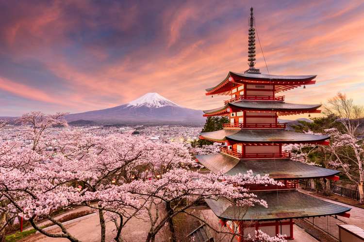 Mount Fuji in Sakura Season