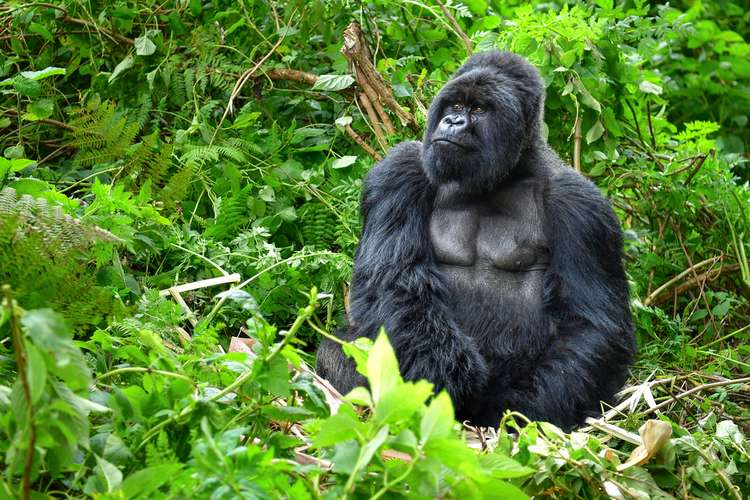 Mountain Gorillas in Uganada