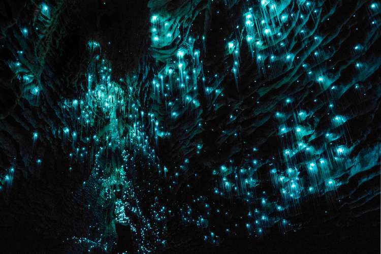 Glow worm in waitomo caves