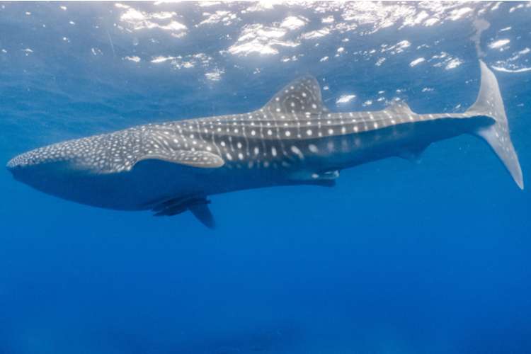 A whale shark in Donsol