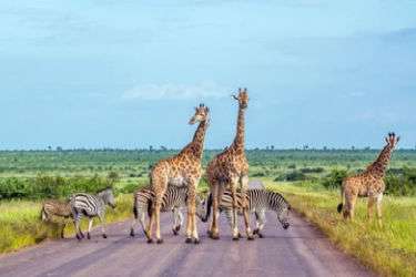 Giraffes on a road in South Africa