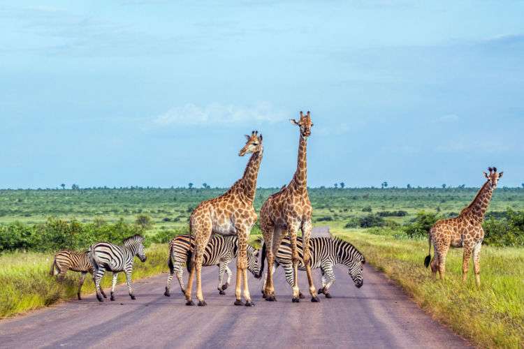 Giraffes crossing a road in South Africa
