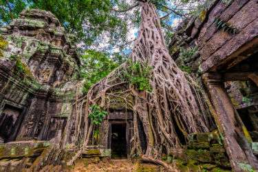 Ta Prohm 375