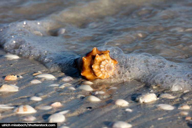 Sanibel Island Shells Shells on the beach in Sanibel Island