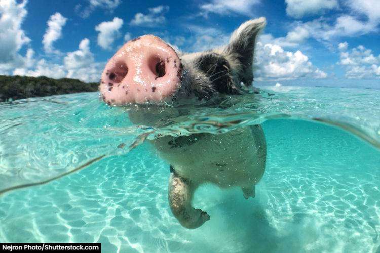 Pigs swimming at Pig Beach in the Bahamas