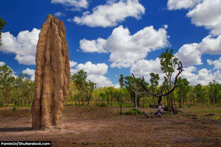 Giant termite mounds against a deep blue sky in Kakadu National Park.
