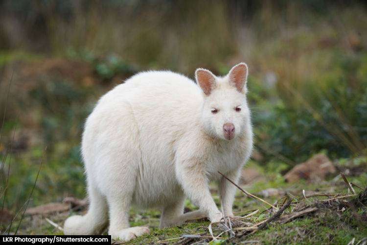 A rare albino Wallaby on Bruny Island