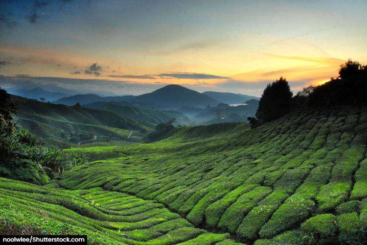 Tea planation's in the Cameron Highlands in Malaysia