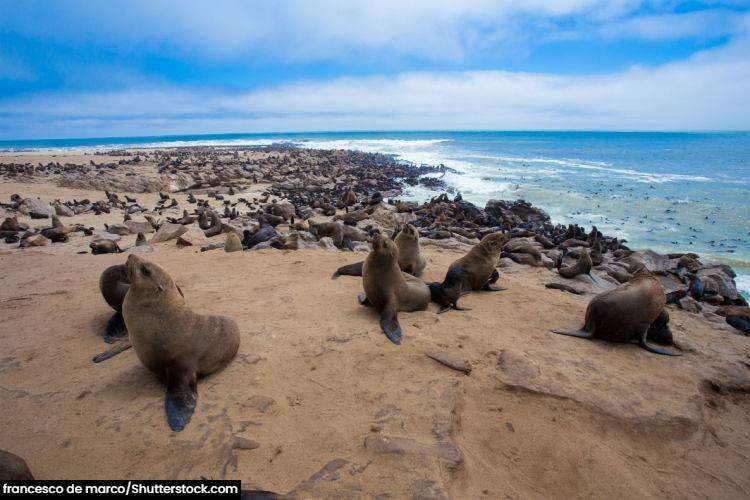 Seal colony at Cape Cross