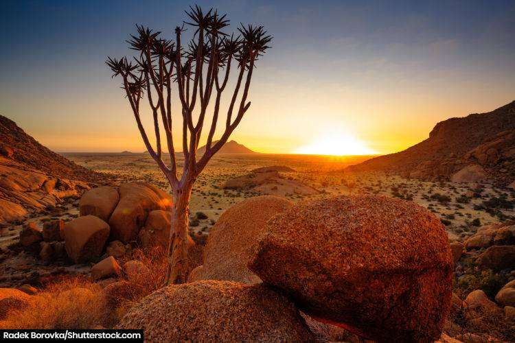 A quiver tree at sunset in Damaraland