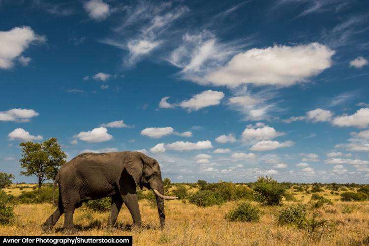 An elephant roaming in Kruger National Park in South Africa
