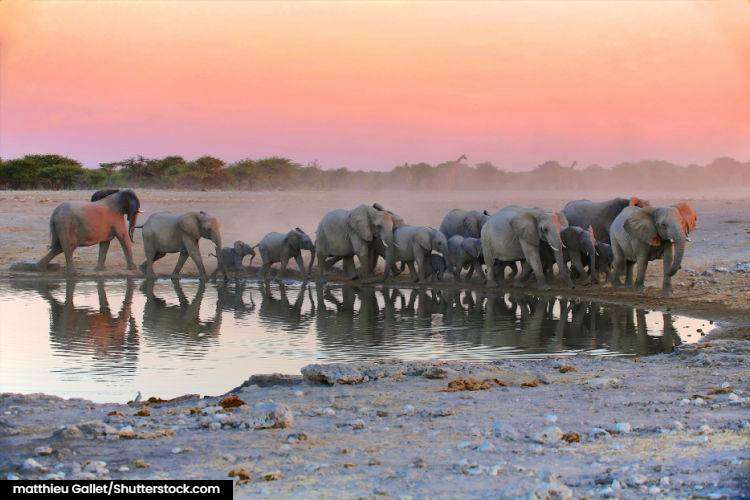 elephants at a waterhole in Etosha