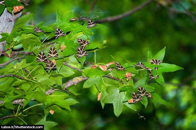 Butterflies in the valley of the butterflies