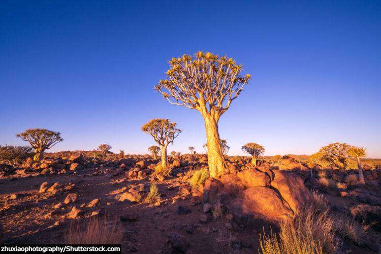 quiver trees in Namibia