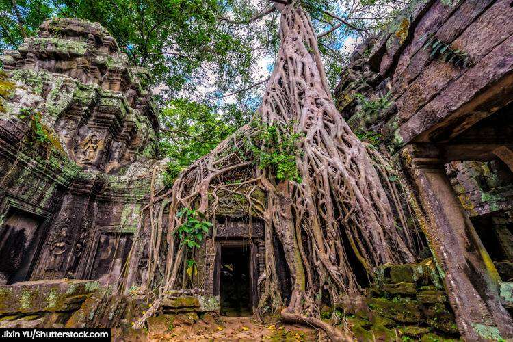 Trees entangled with the building at ta Prohm in Cambodia