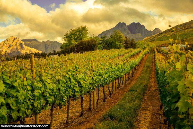 Vineyards in Stellenbosch