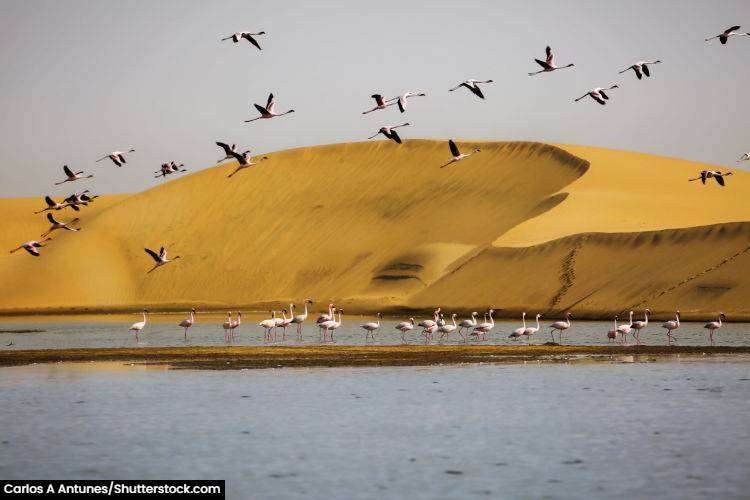 Pelican's flying at Walvis Bay Lagoon in namibia