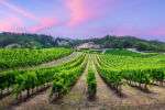 Vineyards in South Australia