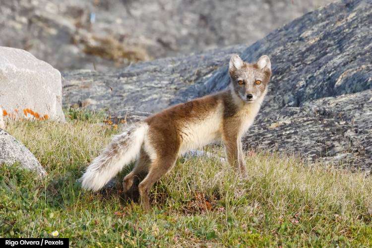 Arctic fox in Nunavut