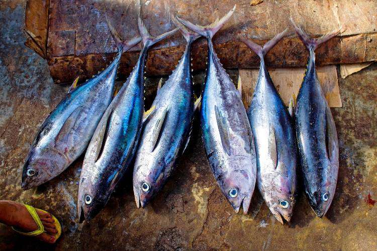 Tuna